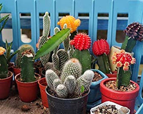 Schultz Cactus Plus 4oz bottle dispensing liquid nutrients for healthy succulents.