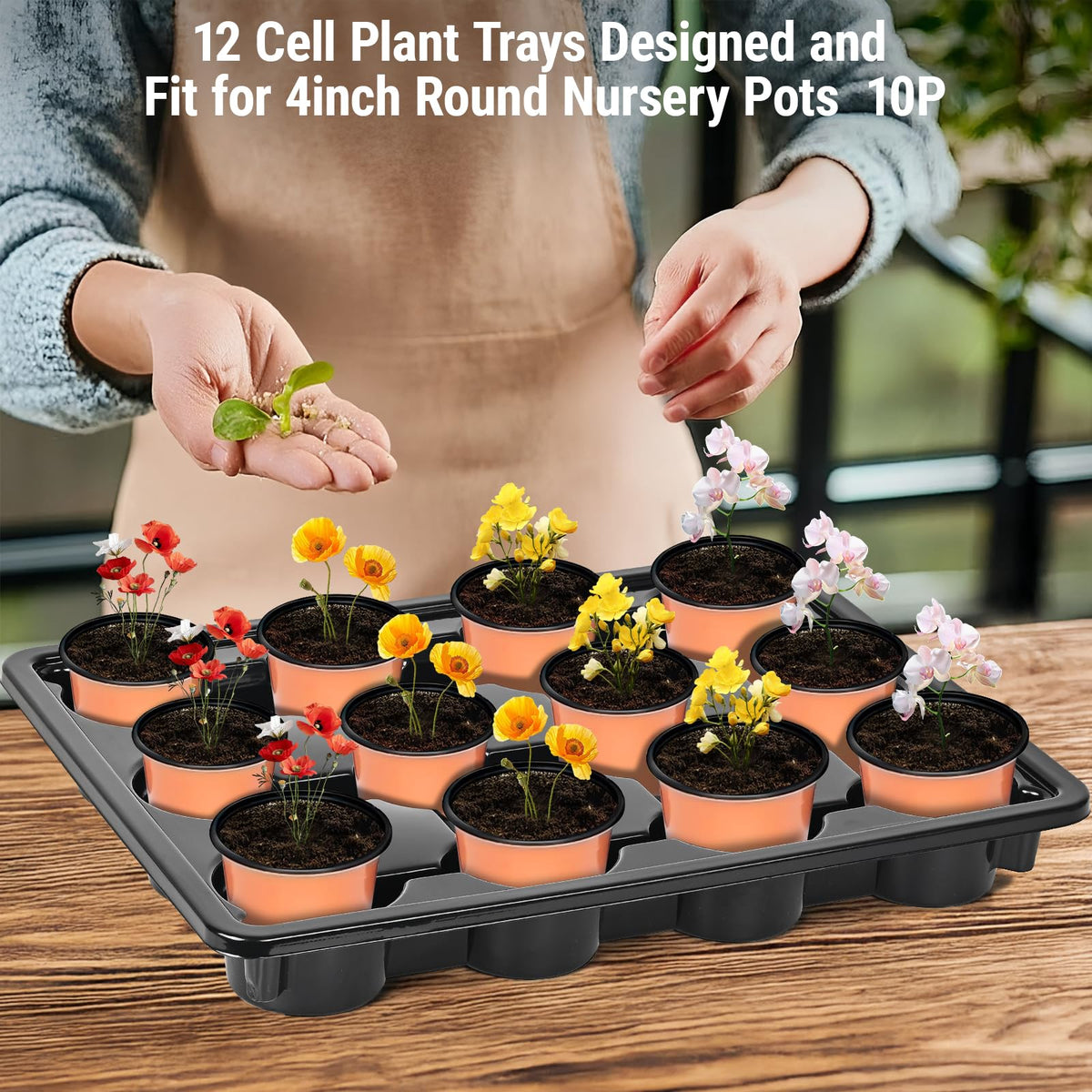 Sckee 12-cell tray with pots ready for watering