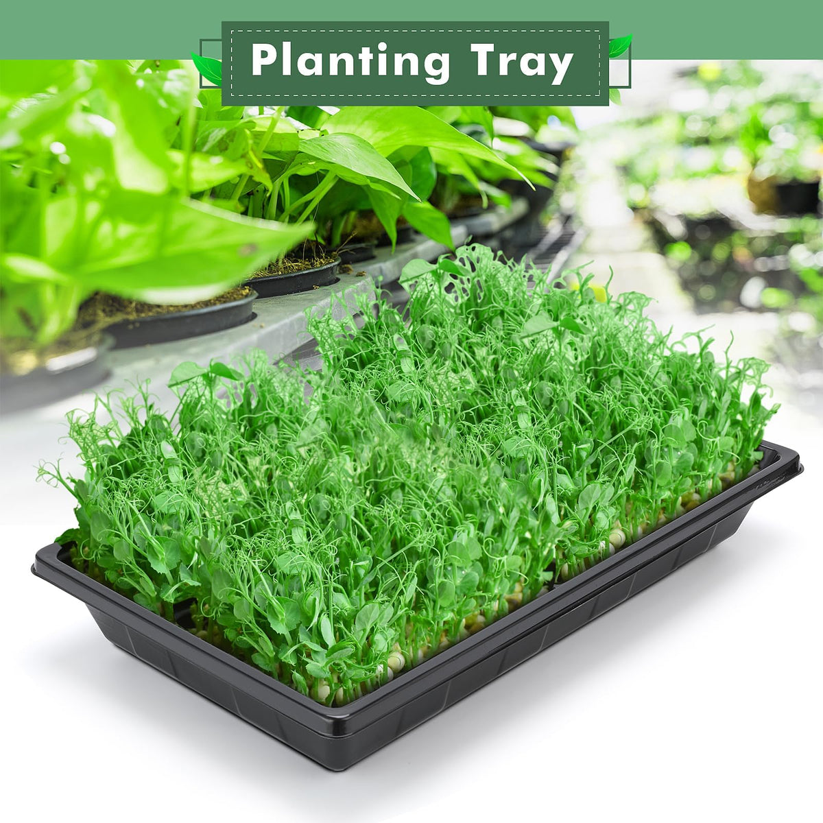 Sckee microgreens growing trays are durable for repeated reuse.