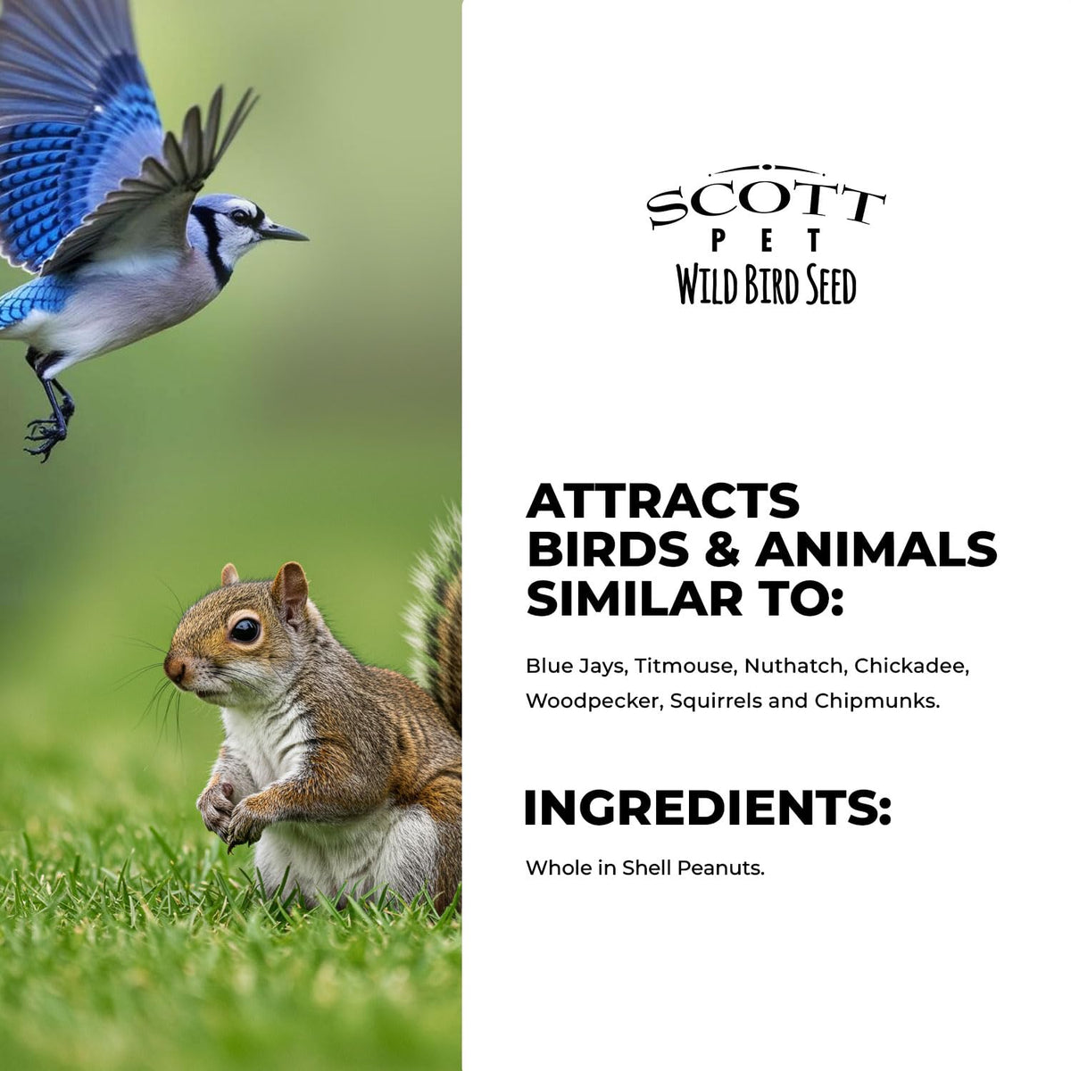 Scott Pet Wild Bird Seed attracts blue jays and other birds to feeder