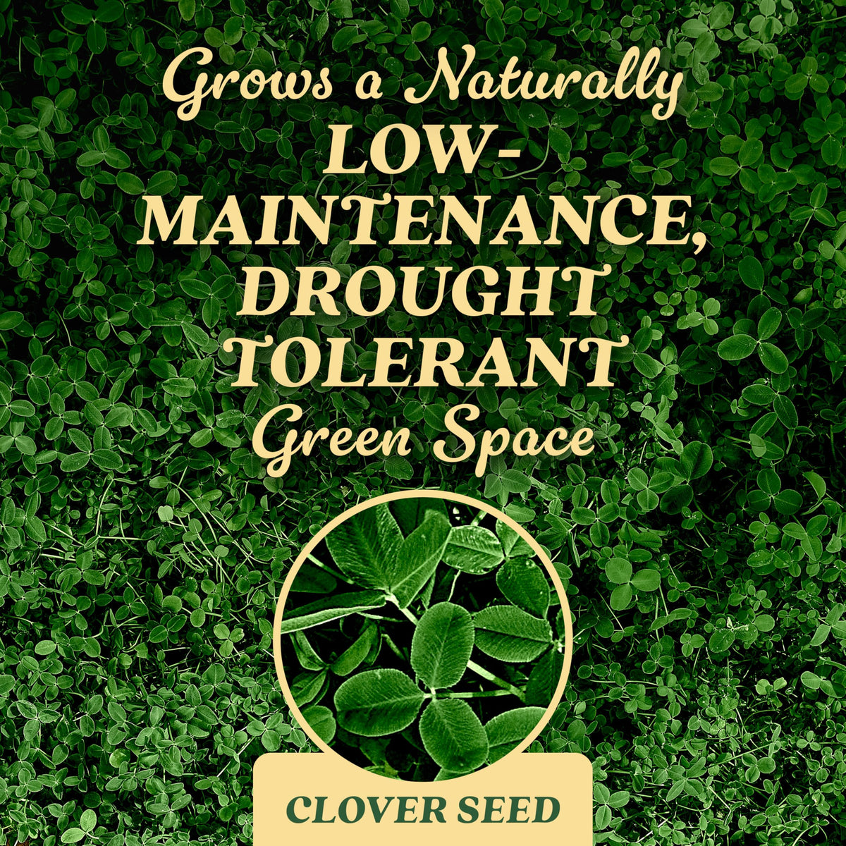 Wide view of a lush Scotts Clover Seed lawn.