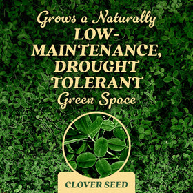 Wide view of a lush Scotts Clover Seed lawn.