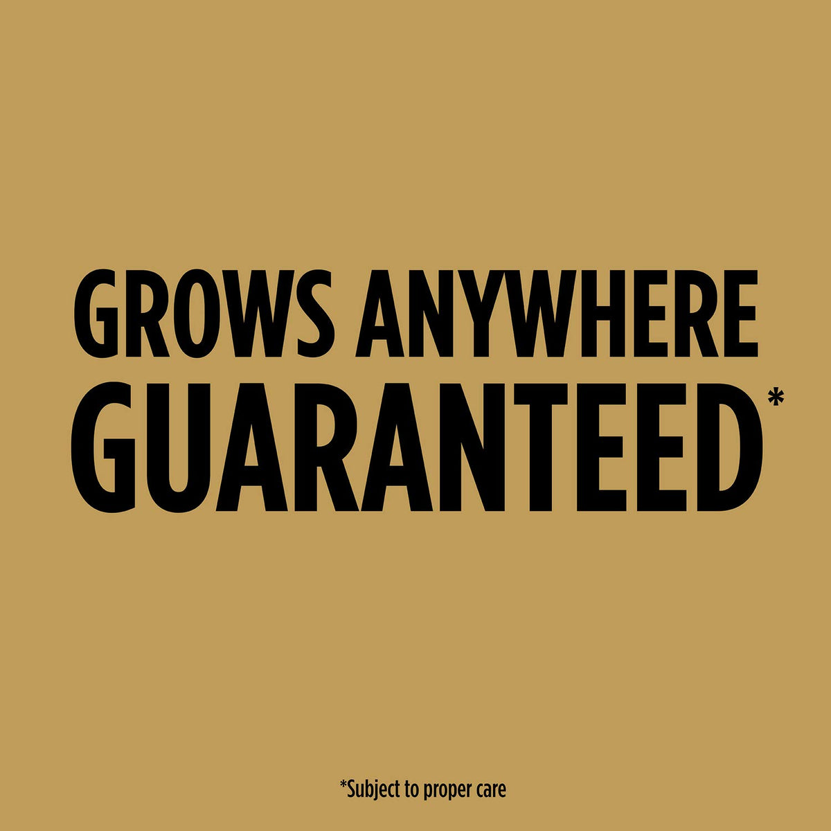 Scotts EZ Seed Dog Spot Repair mulch layer surrounds seed for stable germination.