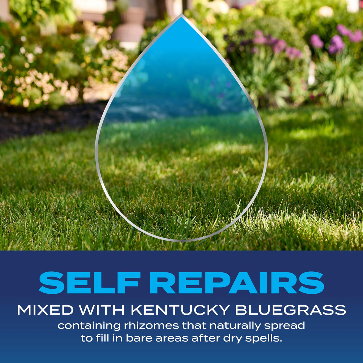 Starting a new lawn with Scotts drought-tolerant mix for easier establishment.