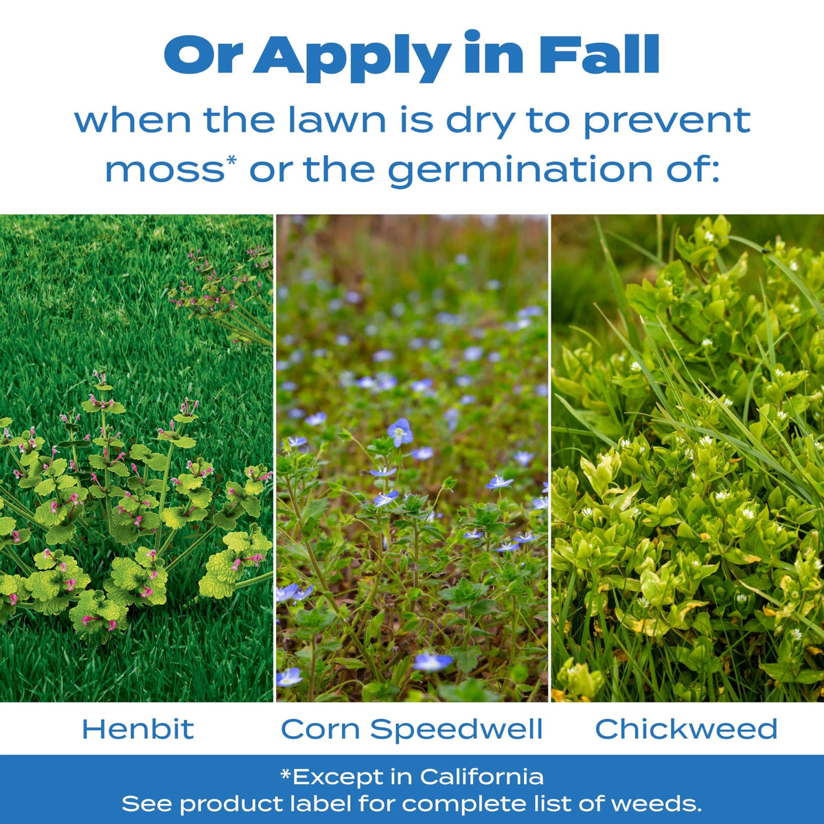 Spring application of Scotts Halts protecting against crabgrass germination