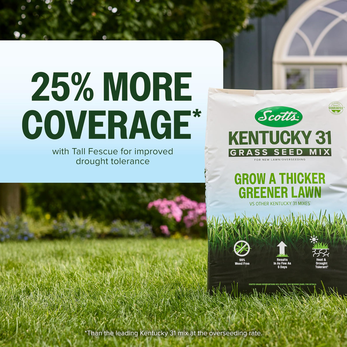 Dense green turf from Scotts Kentucky 31 seed mix