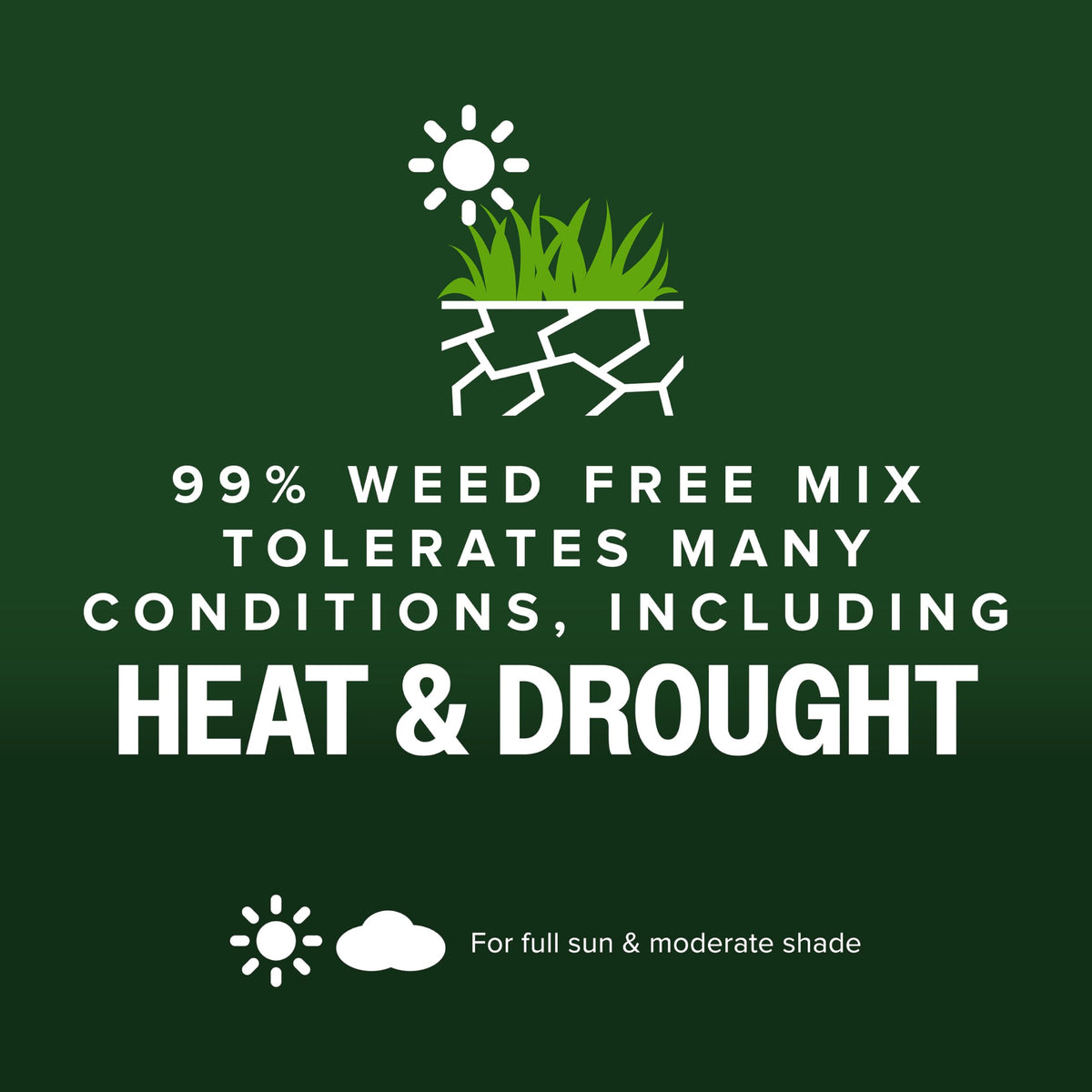 Heat tolerance of Scotts Kentucky 31 seed mix in turf