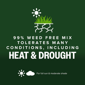 Heat tolerance of Scotts Kentucky 31 seed mix in turf