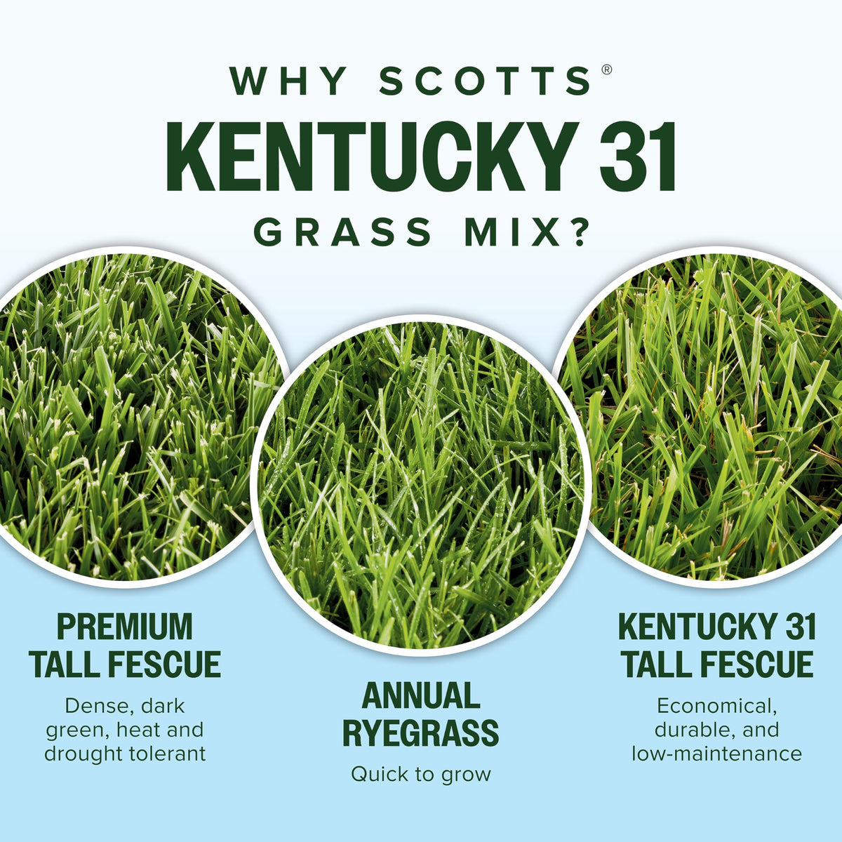 Overseeding coverage shown with Scotts Kentucky 31 seed mix
