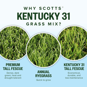 Overseeding coverage shown with Scotts Kentucky 31 seed mix