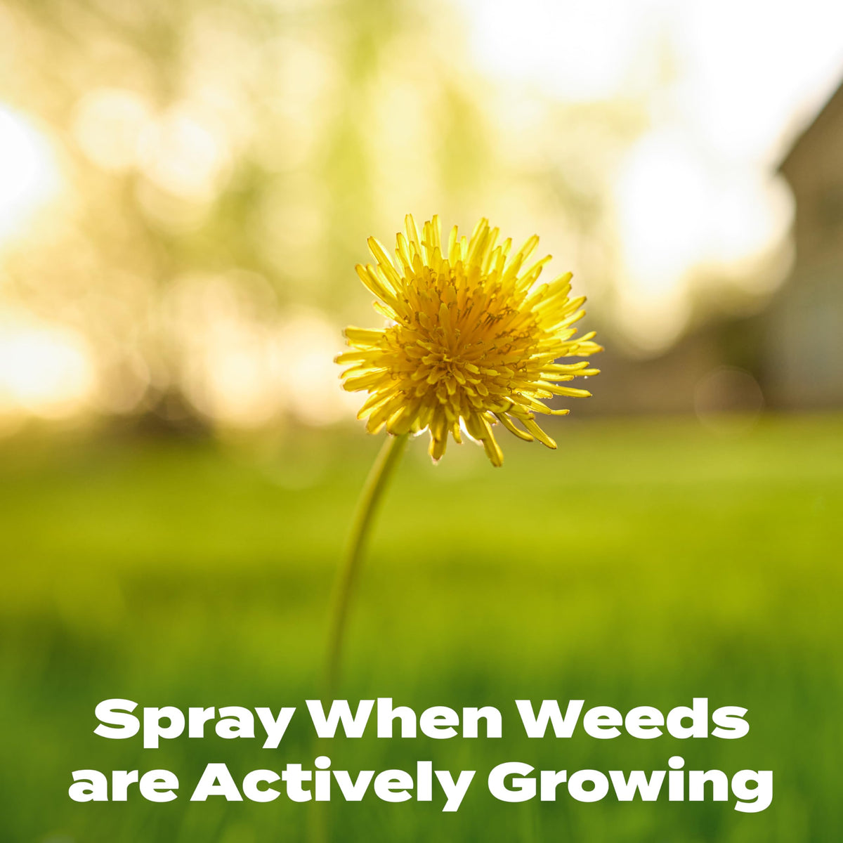 Scotts Liquid Turf Builder Plus 2 Weed Control 32 oz bottle highlights rapid nitrogen boost.