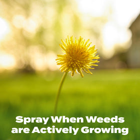 Scotts Liquid Turf Builder Plus 2 Weed Control 32 oz bottle highlights rapid nitrogen boost.