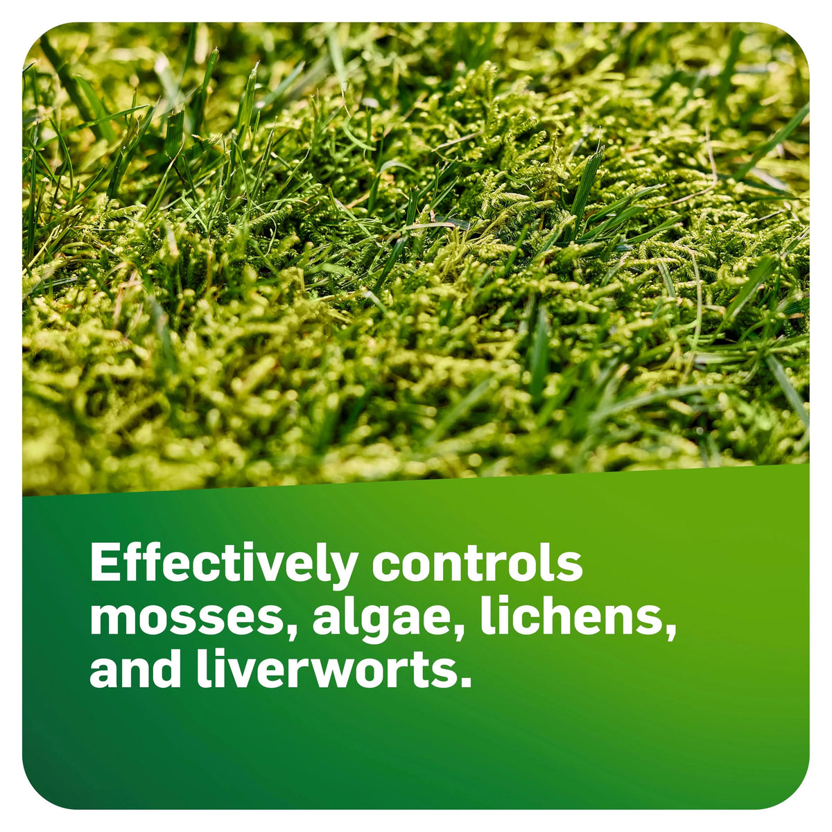 Bottle label highlights moss, algae, and lichen control features