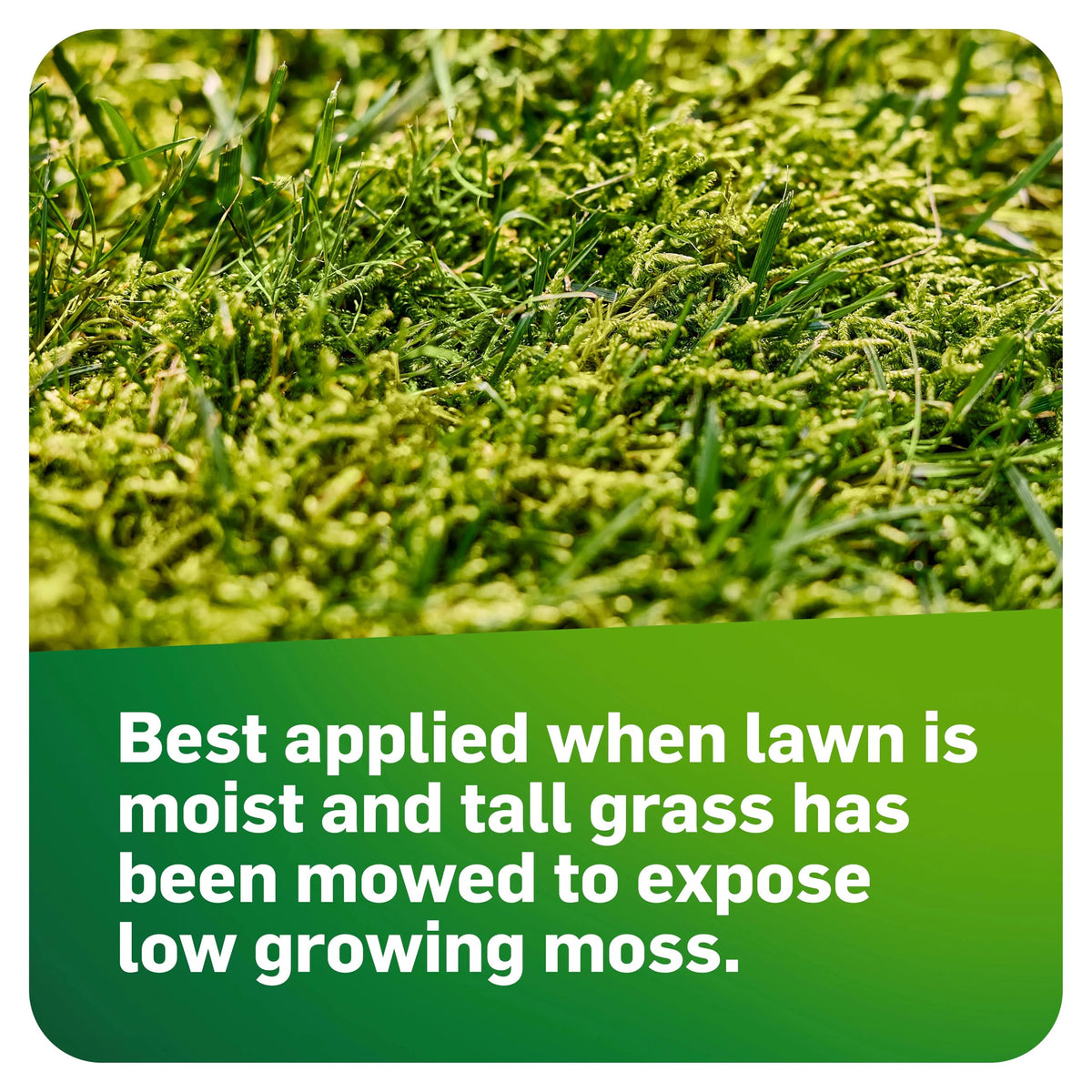 Mowed grass exposes low-growing moss for MossEx treatment