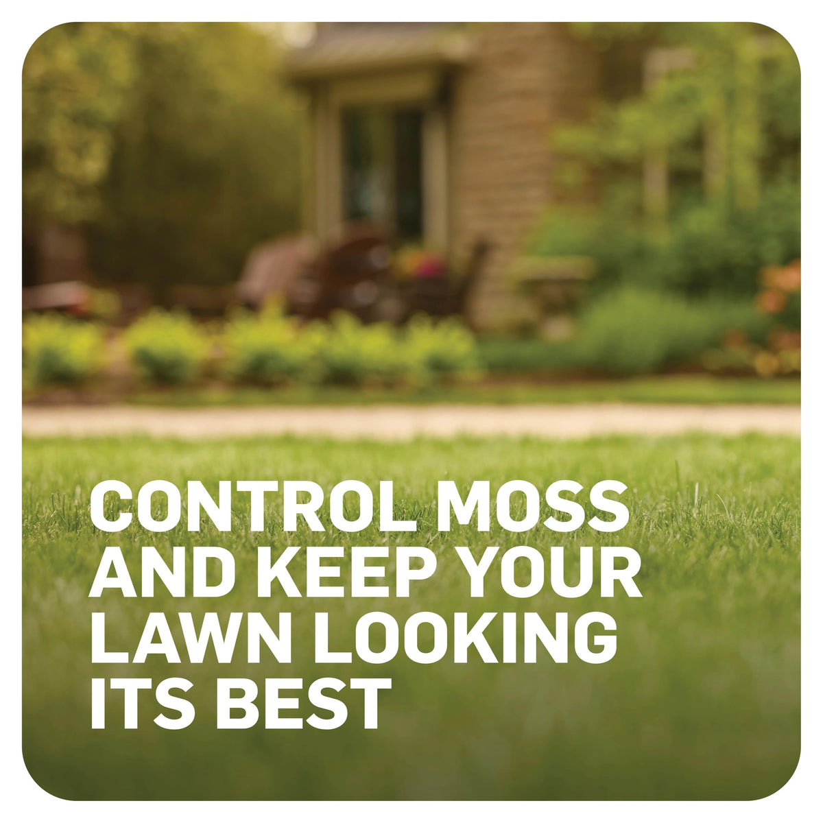 Winter or spring MossEx application on a mossy lawn