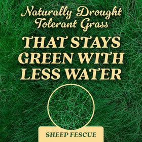 Scotts Sheep Fescue Seed being watered to support germination and establishment