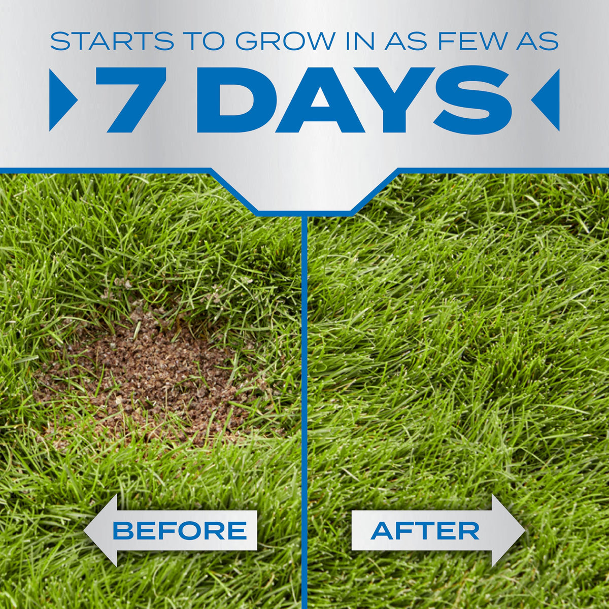 Scotts PatchMaster seedling emergence demonstrating quick bare-spot coverage