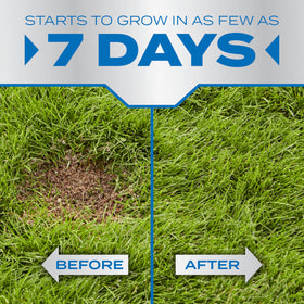 Scotts PatchMaster seedling emergence demonstrating quick bare-spot coverage