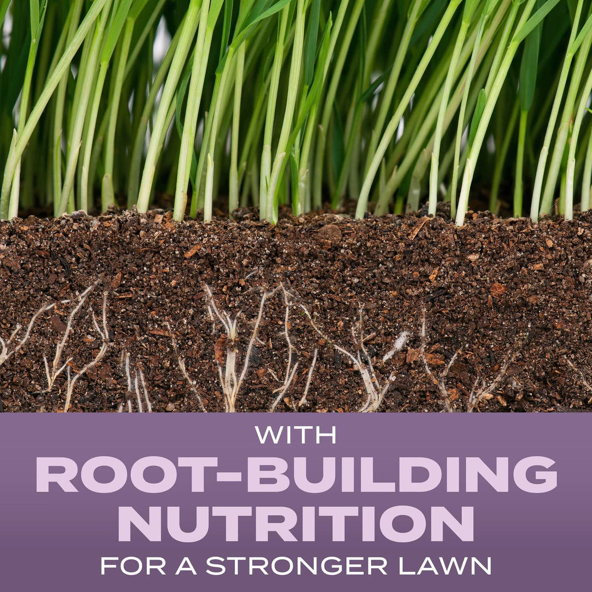 Scotts perennial ryegrass seed blend designed for dense, green turf