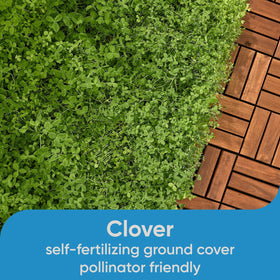 Scotts Pursue Clover Lawn deep roots, improved resilience during short drought.