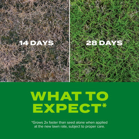 Scotts Turf Builder Rapid Grass overseeding on thinning lawns.