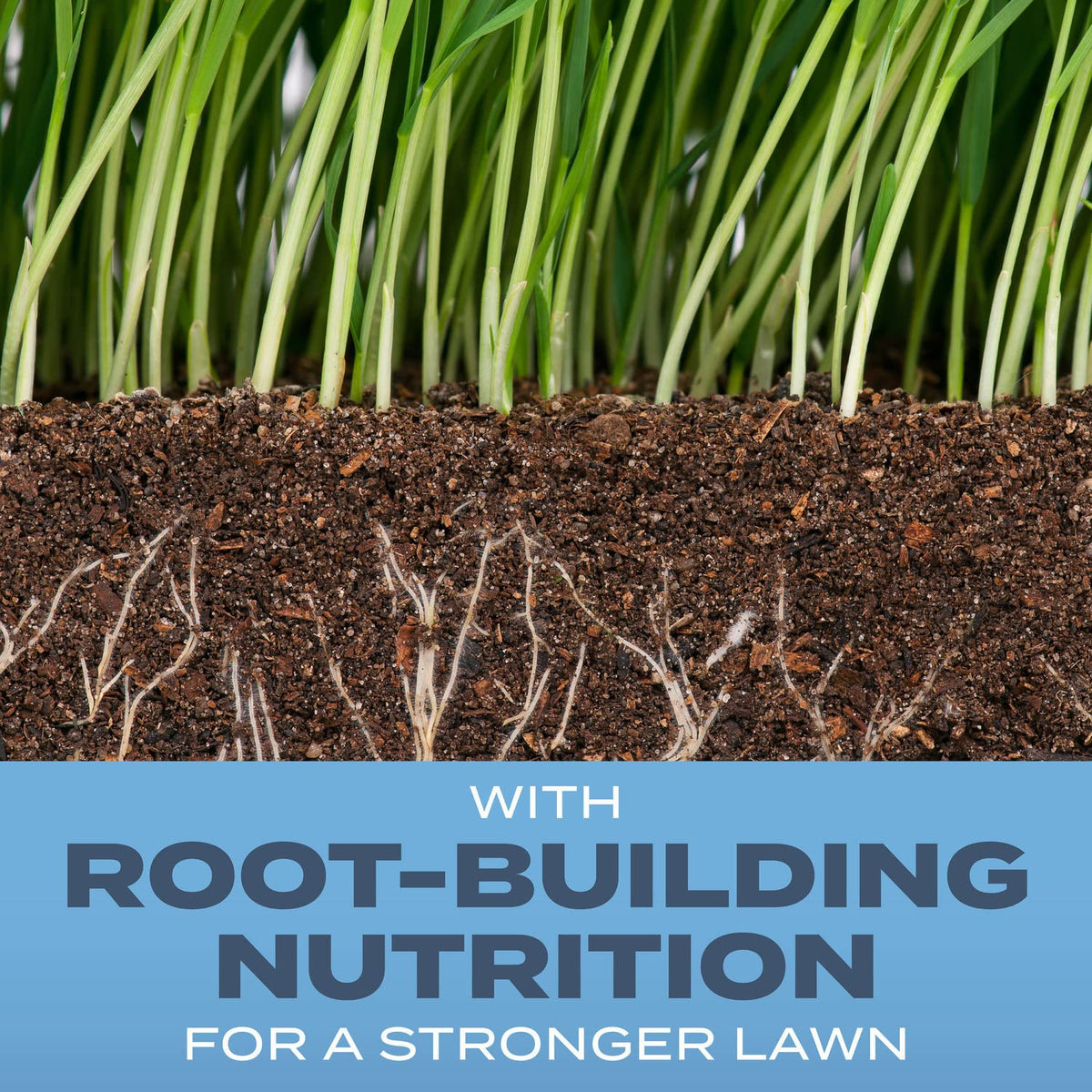 Details of Scotts Root-Building Nutrition for deeper roots and stronger turf.