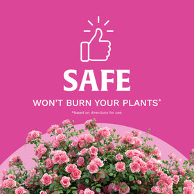 Scotts Rose & Bloom roses in garden display lush blooms and healthy foliage