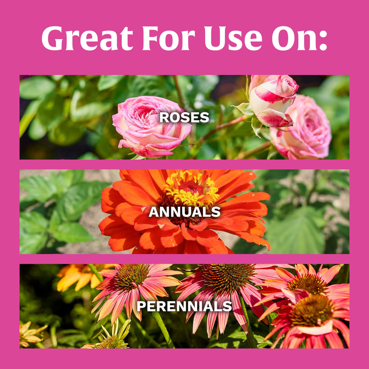 Scotts Rose & Bloom soil dusting demonstrates even distribution for steady feeding