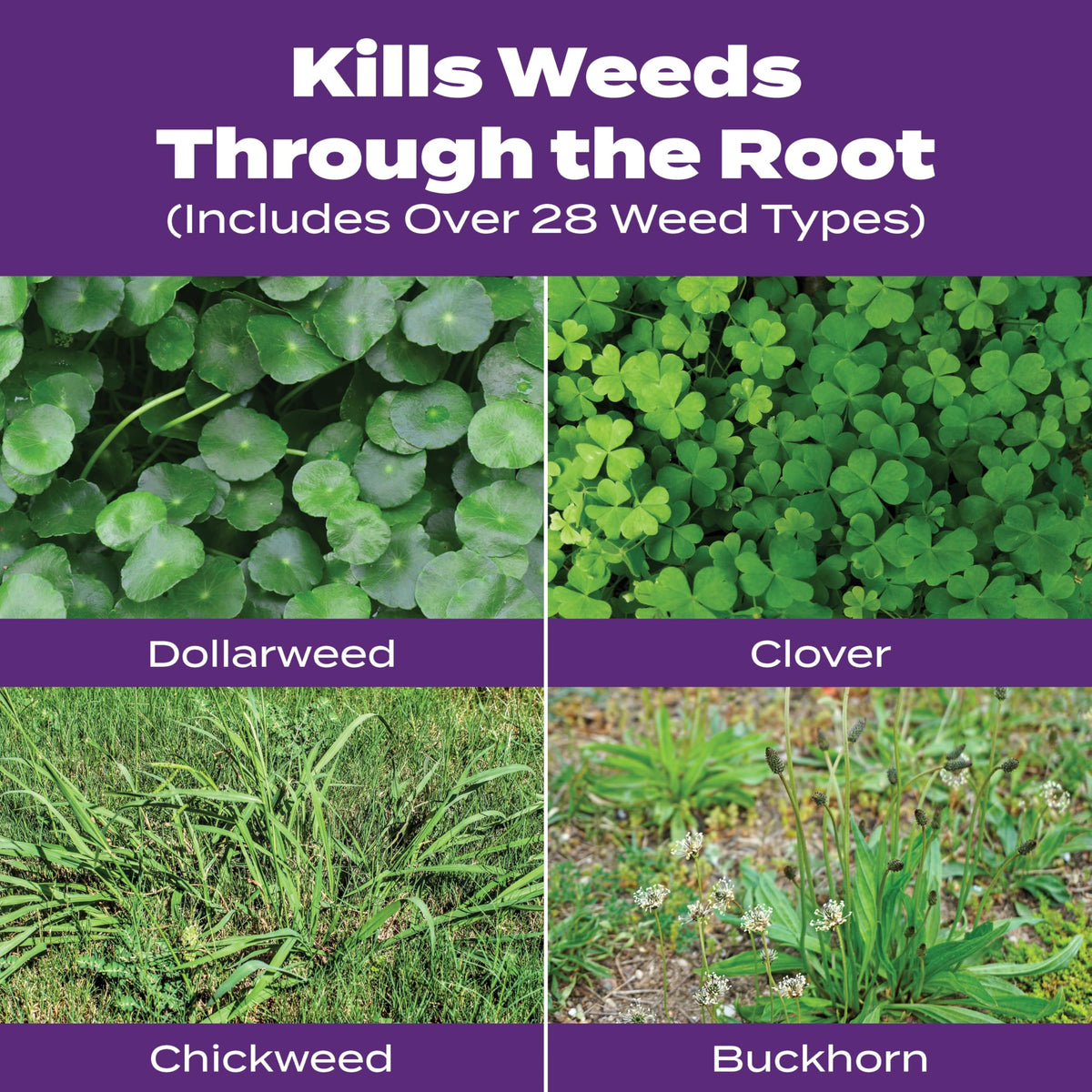 Scotts broadcast spreader setting 4 1/4 enables even weed control and fertilizer distribution.