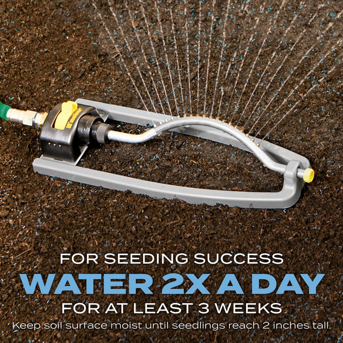 Spring or fall planting with appropriate temperatures supports germination.