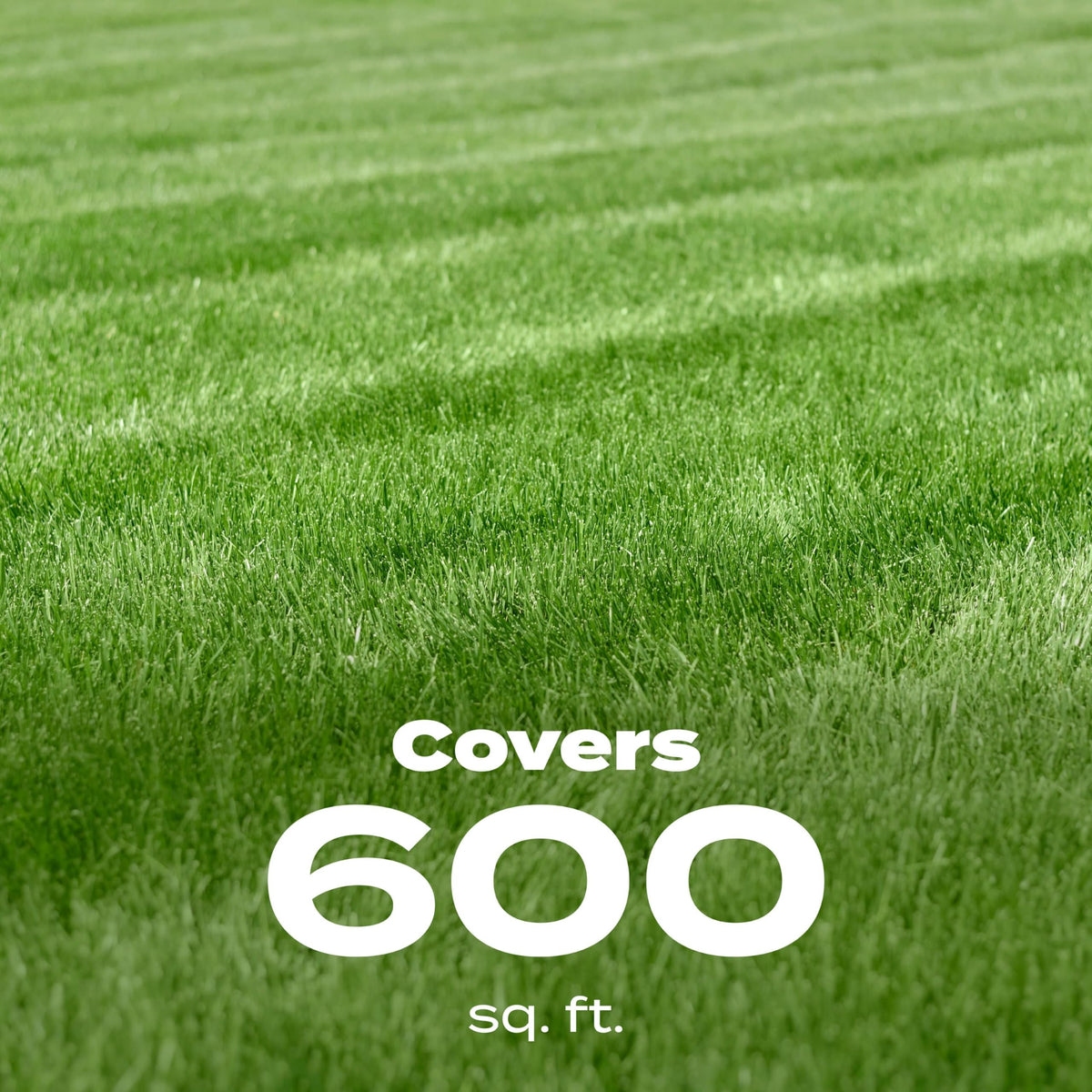 Scotts tall fescue grass close-up highlights sturdy, drought-tolerant blades.