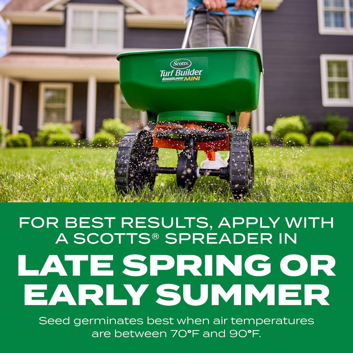 Dense lawn blades appear fuller and greener with thicker turf.
