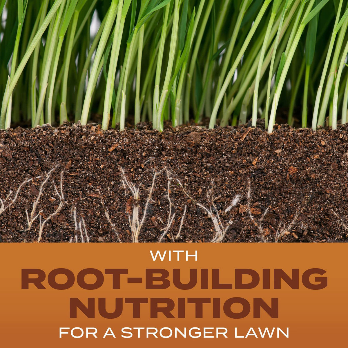 Scotts Turf Builder grass seed close-up highlighting Root-Building Nutrition for strong roots.