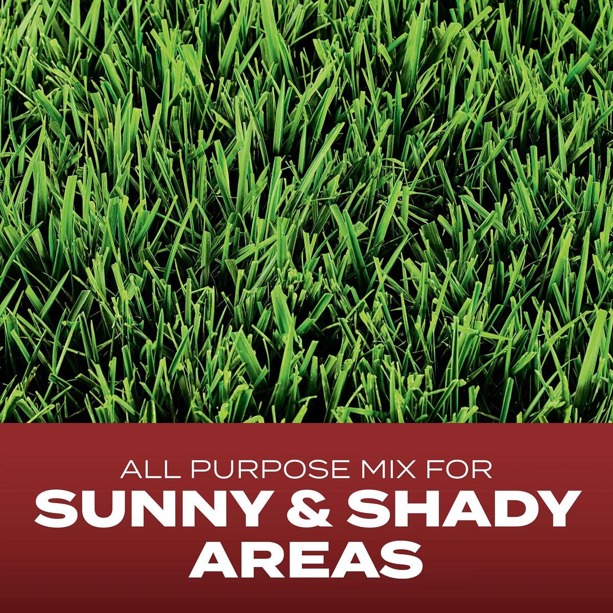 Close-up of Scotts Turf Builder seeds coated to absorb water for faster germination.