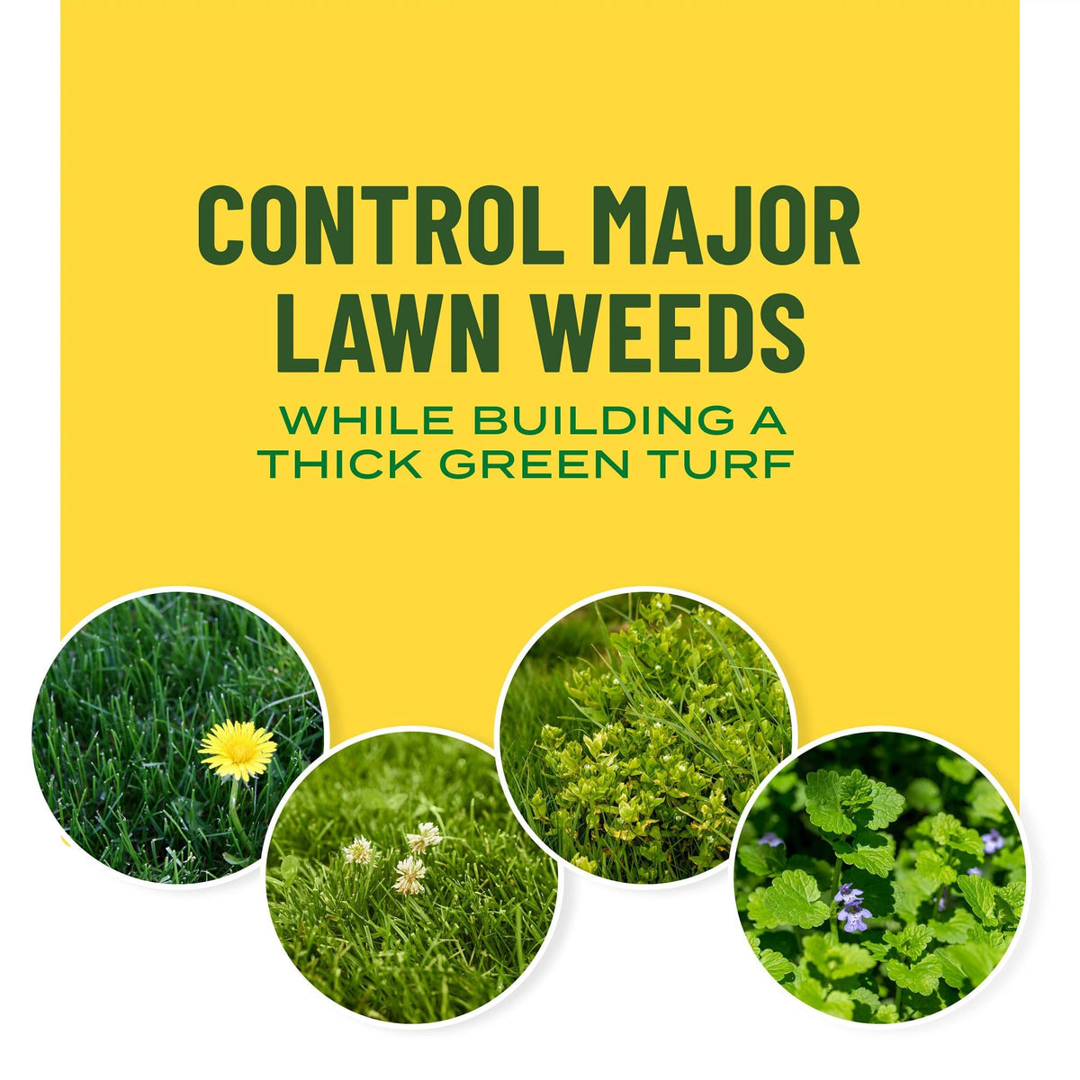 Healthy green lawn after treatment with Scotts Turf Builder