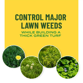 Healthy green lawn after treatment with Scotts Turf Builder