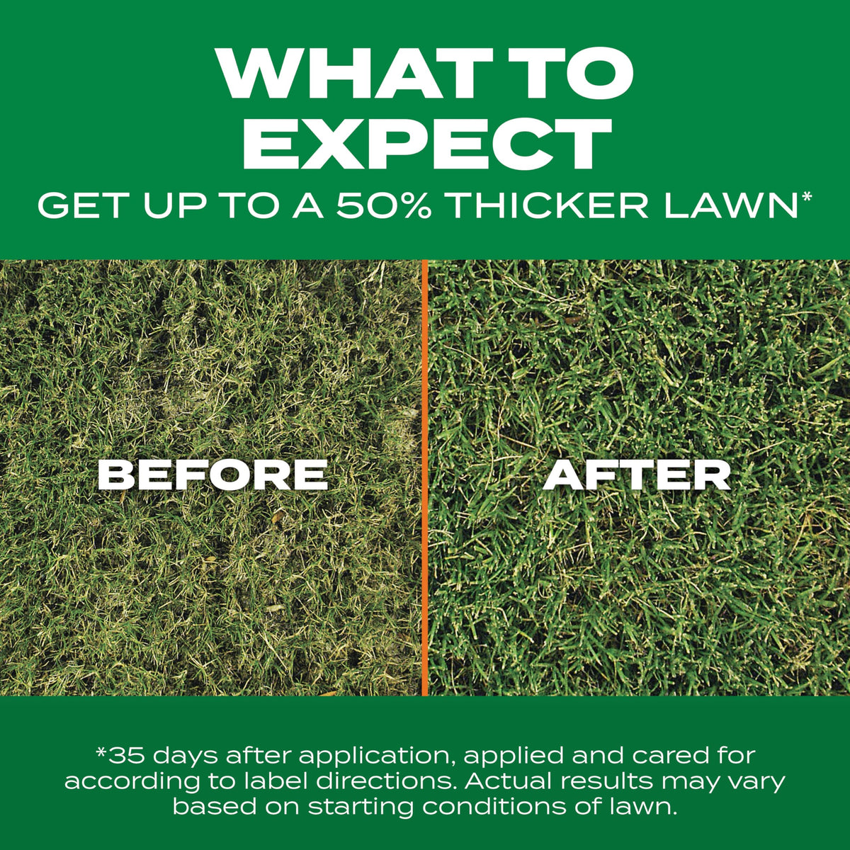 Overseeding step demonstrates lawn prep before thicker, more even growth.