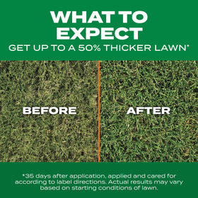 Overseeding step demonstrates lawn prep before thicker, more even growth.