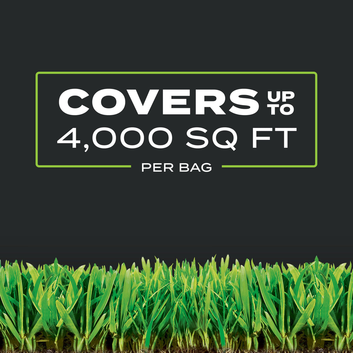 Scotts Turf Builder is safe for pets and people once foliage dries.