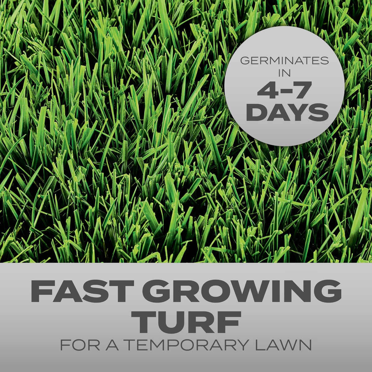 Scotts Turf Builder Quick Fix Mix seeds germinate in days for quick lawn recovery