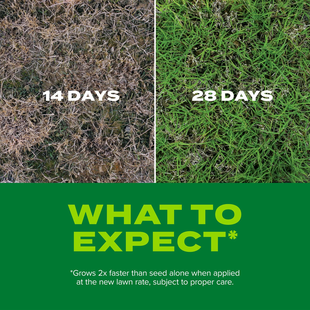 Scotts Turf Builder Rapid Grass seedlings emerging for a thicker lawn.
