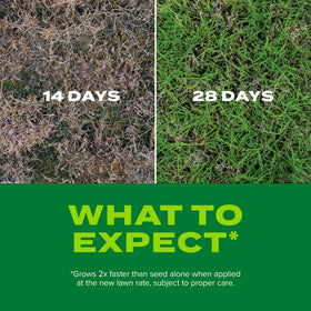 Scotts Turf Builder Rapid Grass seedlings emerging for a thicker lawn.