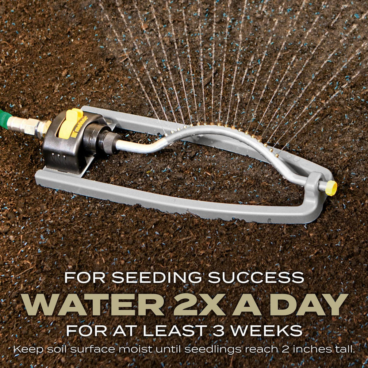 Daily watering helps keep soil surface moist until seedlings reach two inches
