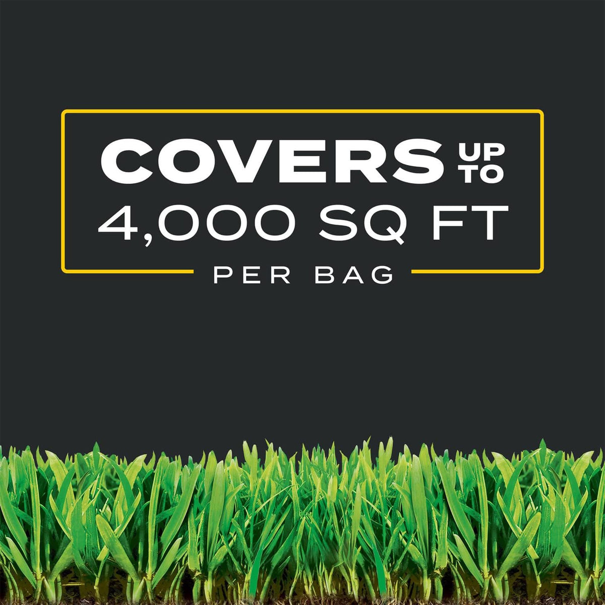 Scotts Turf Builder Triple Action1 works on Kentucky bluegrass and fescue varieties.