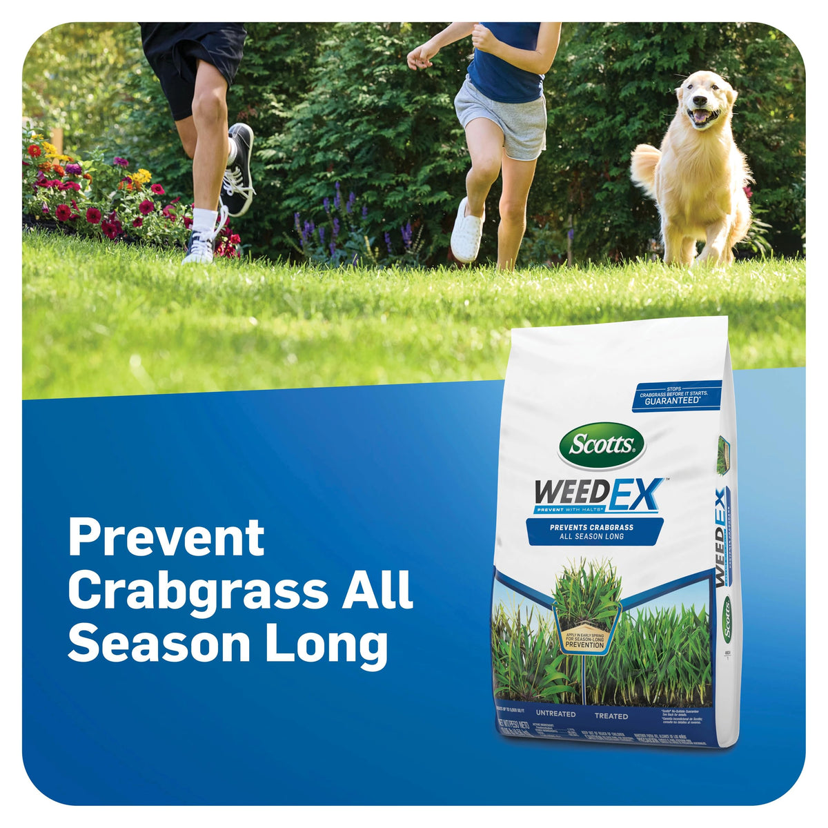 Scotts WeedEx Prevent with Halts spring application protects dry lawn from new weeds