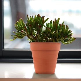 Sderoq simple terracotta pot design ideal for wedding favors and DIY.