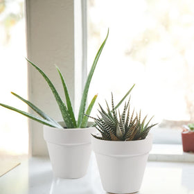 Sderoq terracotta pot with succulent for a compact display.