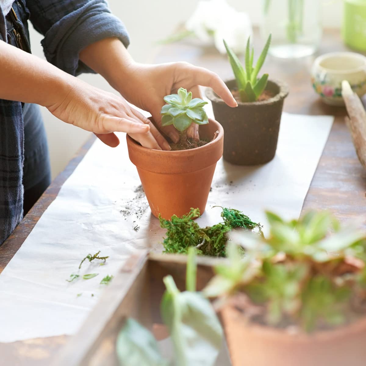 Sderoq 3-inch terracotta pot close-up shows compact size for succulents.