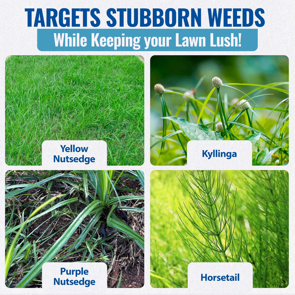 Lawn application scene showing targeted nutsedge treatment.