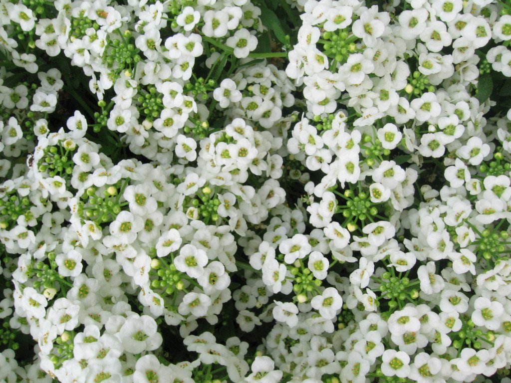 Seed Kingdom Alyssum Carpet of Snow bloom close-up shows pure white flowers, ideal for borders
